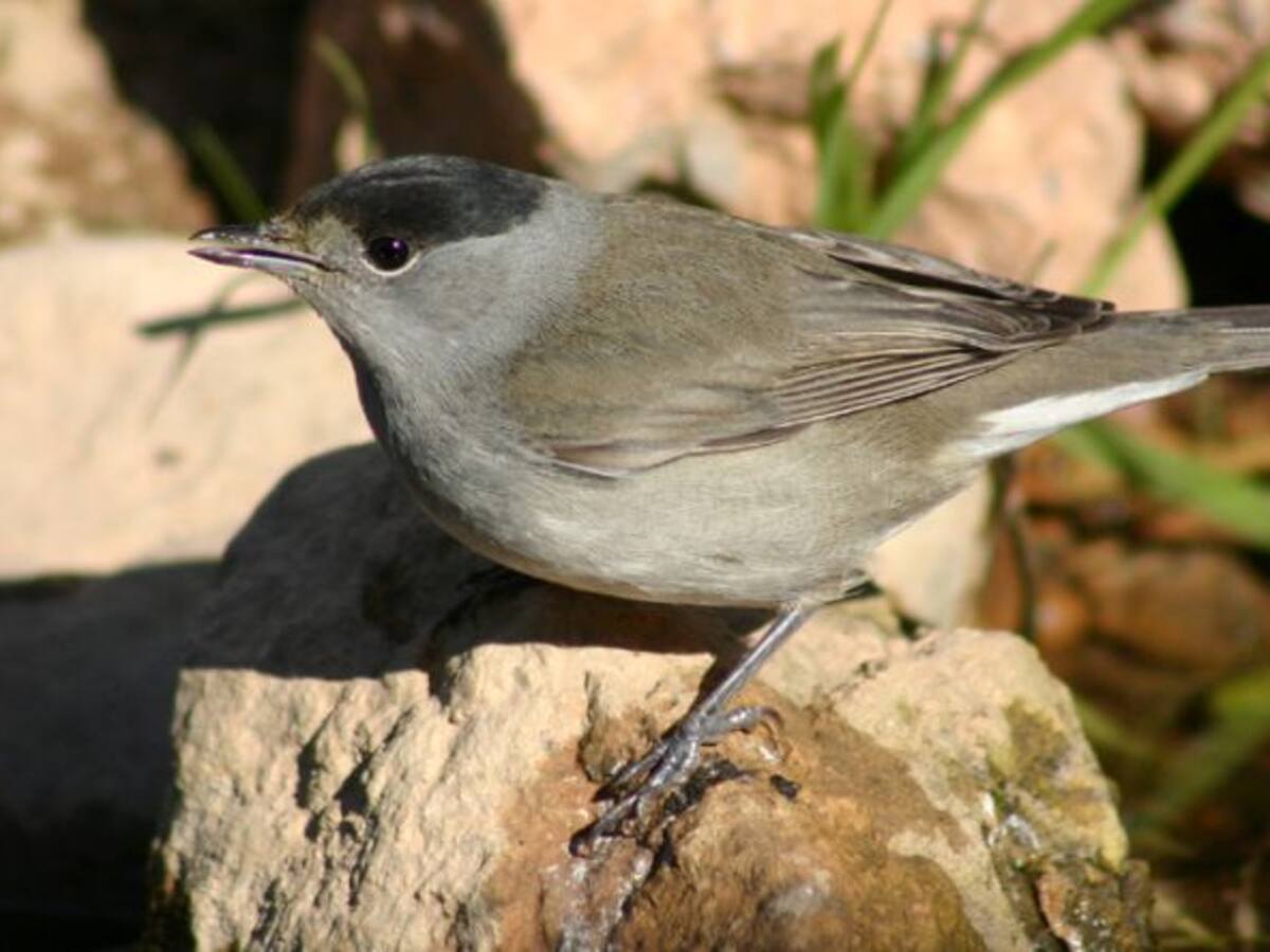 Dos currucas cabecinegras anilladas en la Isla Grosa baten registros de longevidad