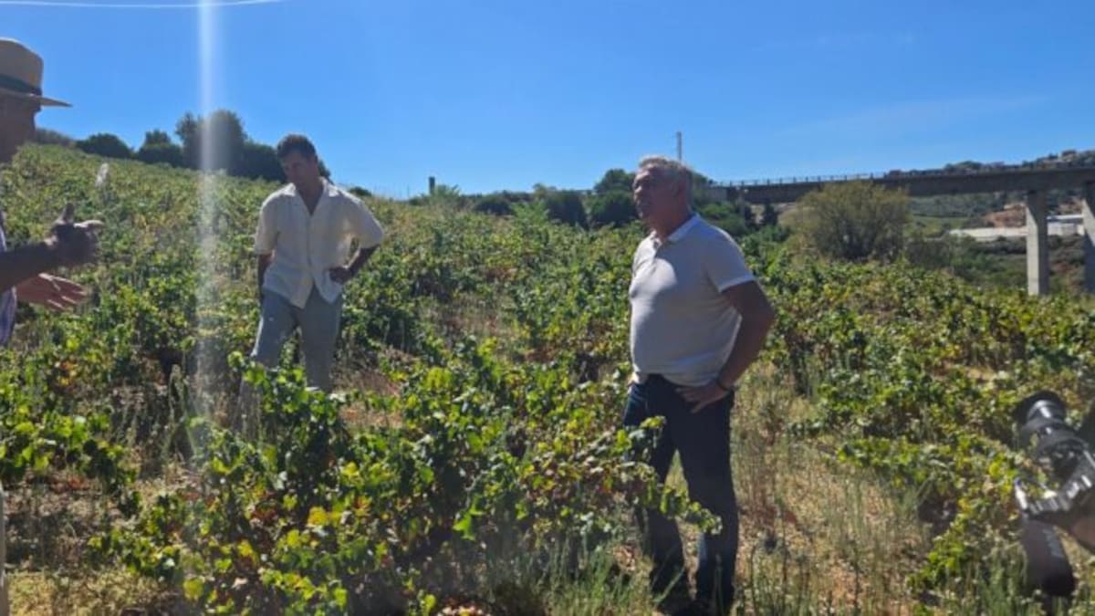 Mario Jiménez: "Es penoso no encontrar ni una uva en vides que daban kilos"