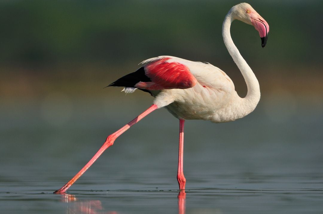 Un flamenco en Doñana. 