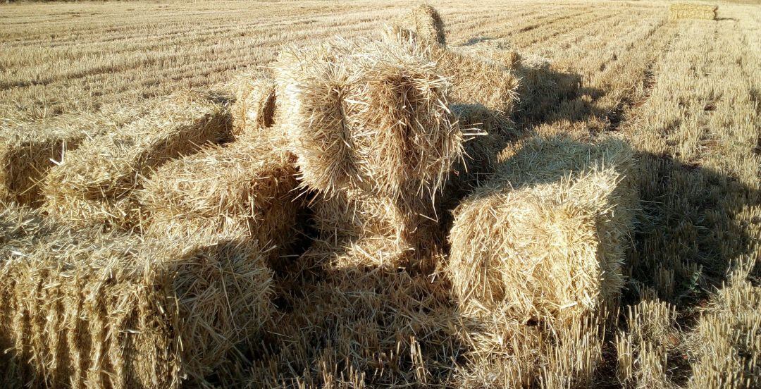 Alpacas de paja de cereal en campo extremeño