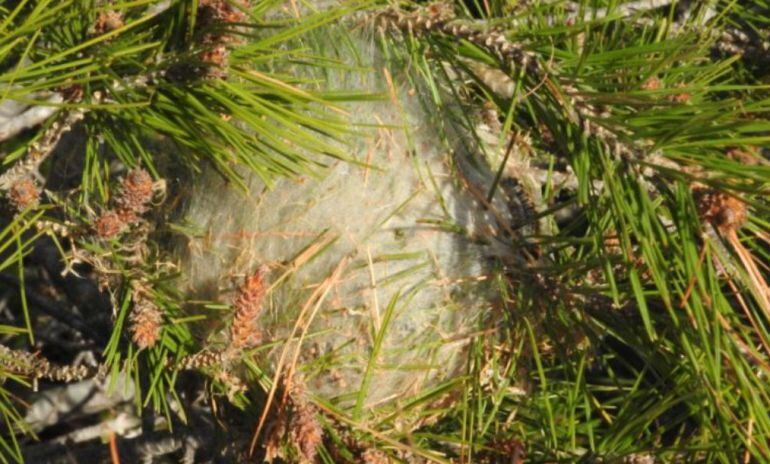 Bolsón de orugas de la procesionaria de los pinos.