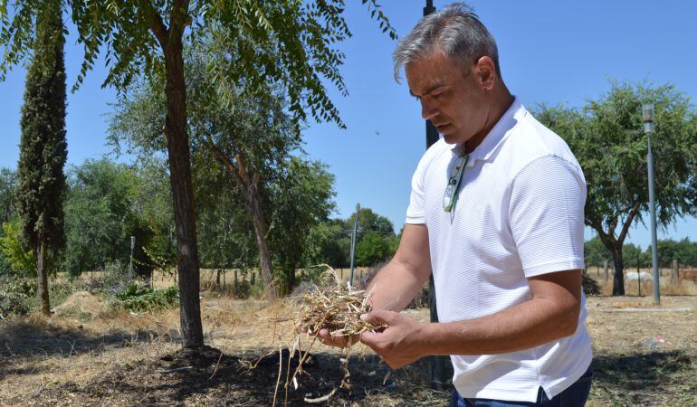 Los desechos vegetales pueden ser convertidos en fertilizante para los mismos parques y jardines