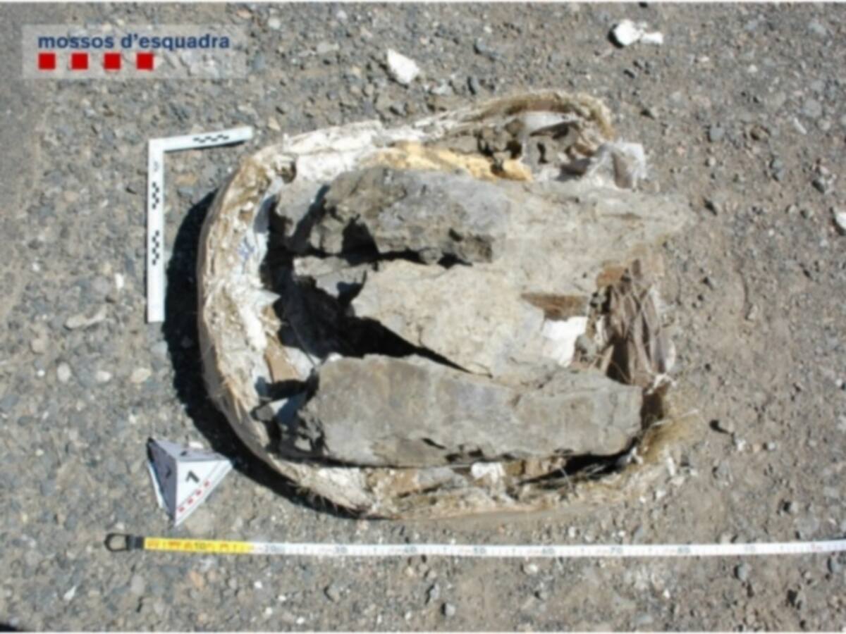 Una enrabiada, motiu del robatori del fòssil de dinosaure de Coll de Nargó