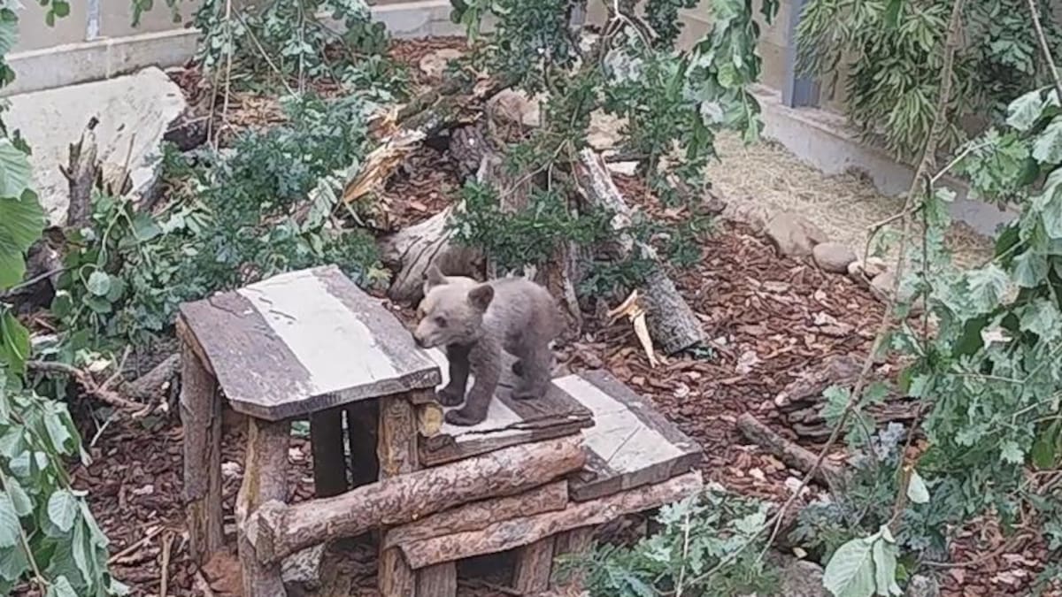 El osezno rescatado en Igüeña, fuera de peligro
