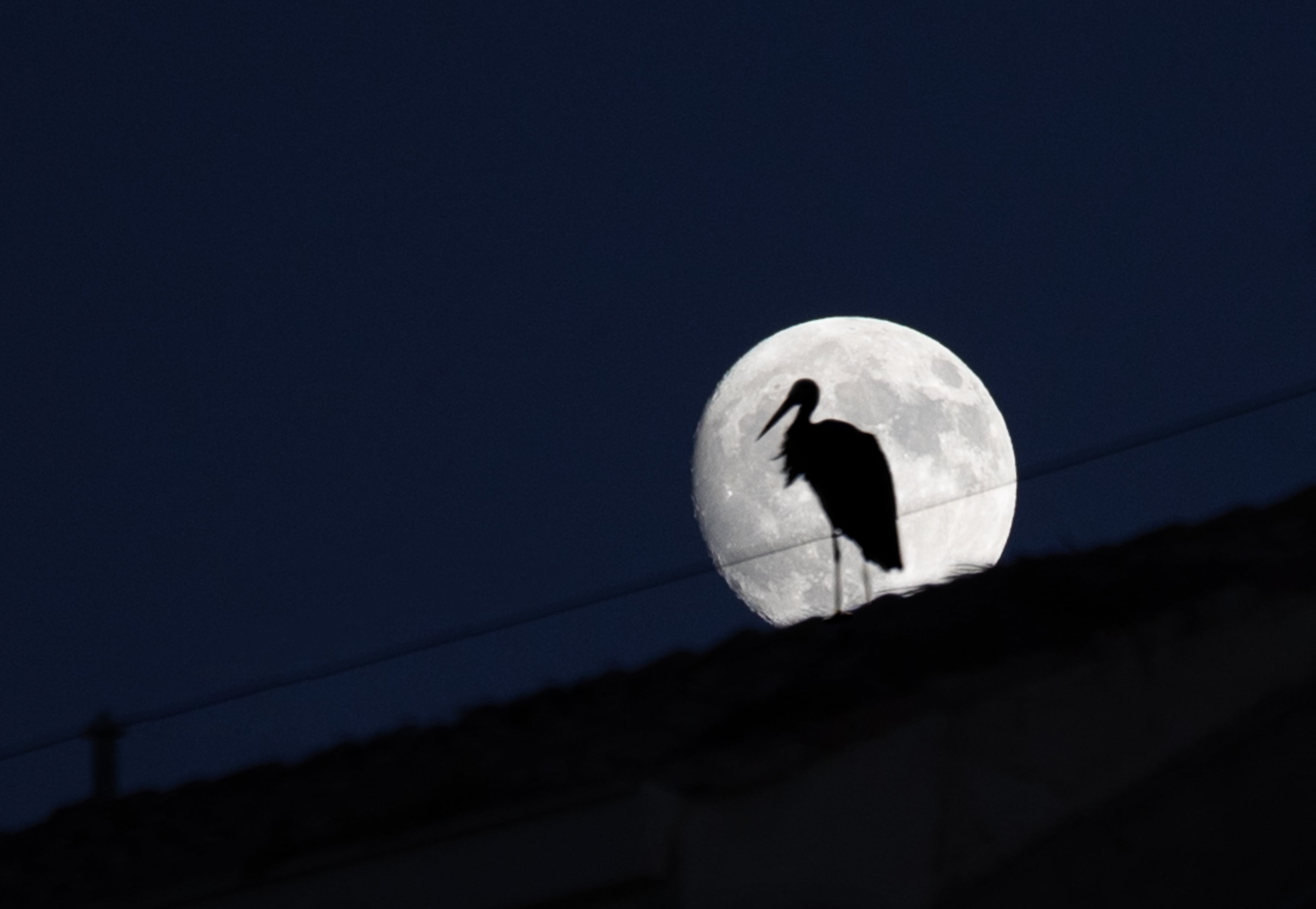 Vista de la luna con la silueta de una cigüeña este domingo en Logroño.