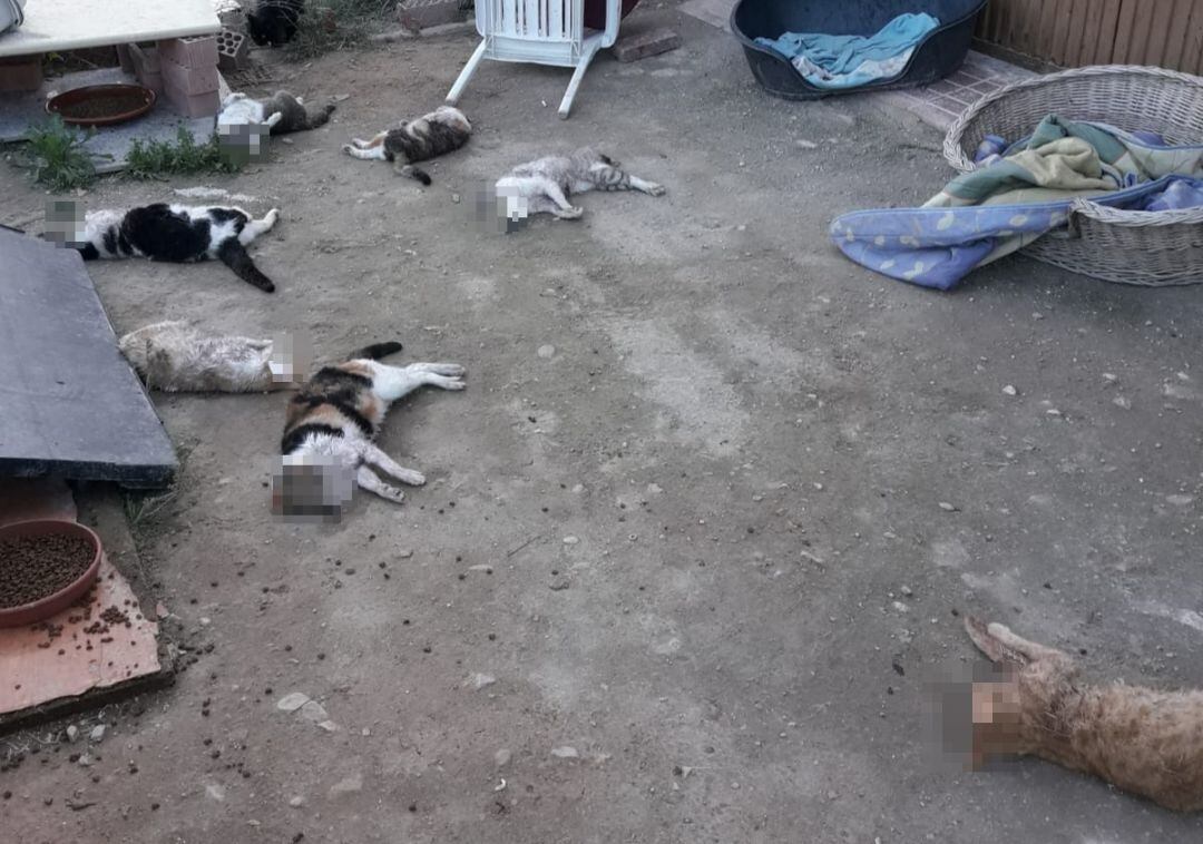 Siete de los nueve gatos encontrados sin vida en el albergue