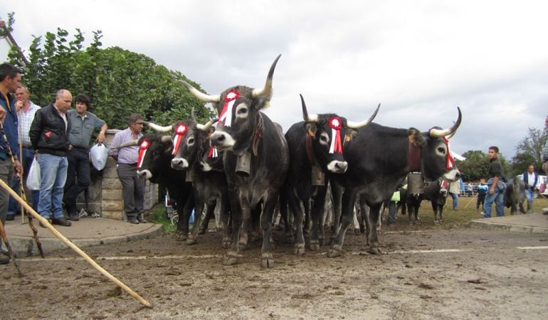 Pasá del ganado tudanco en Cabezón de la Sal.