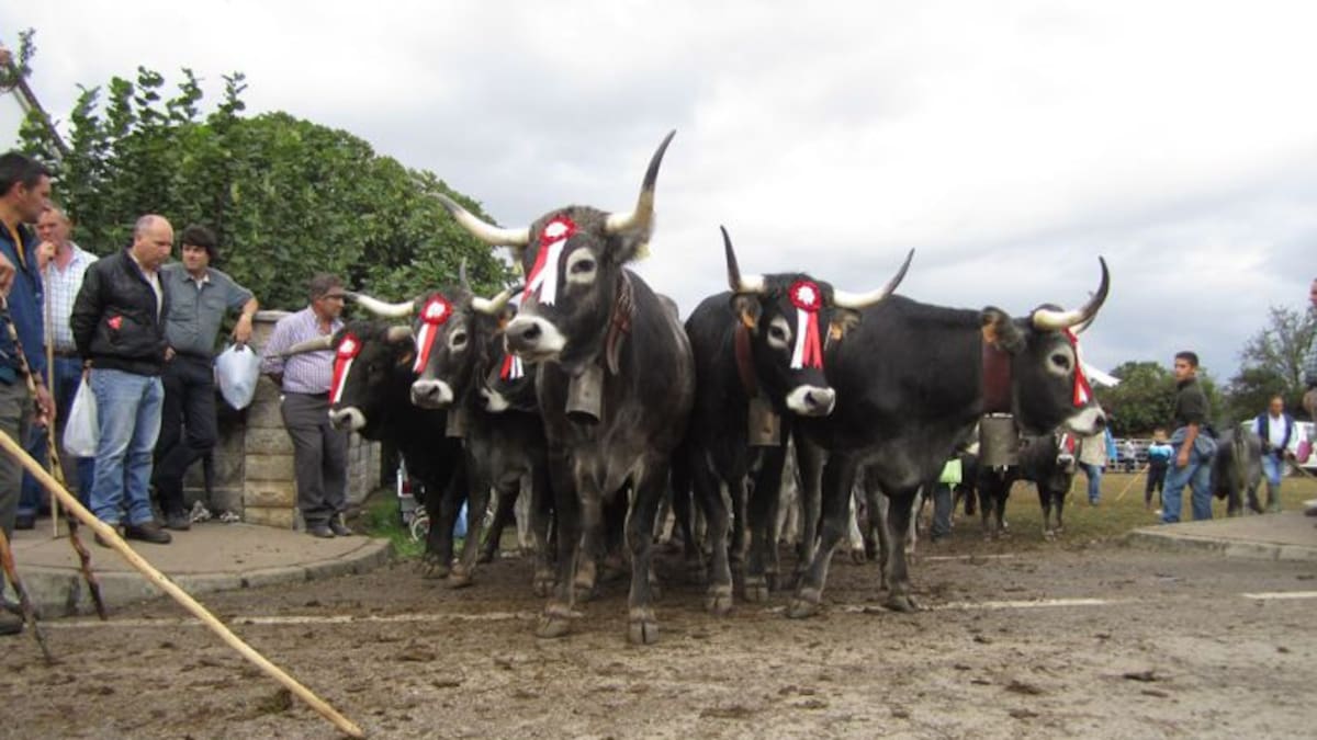 Olimpiada del Tudanco en Cabezón de la Sal 2022