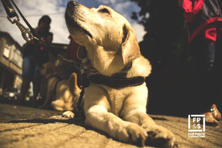 Estos peregrinos de cuatro patas han ayudado a las personas invidentes a conseguir el objetivo de llegar a Santiago de Compostela.