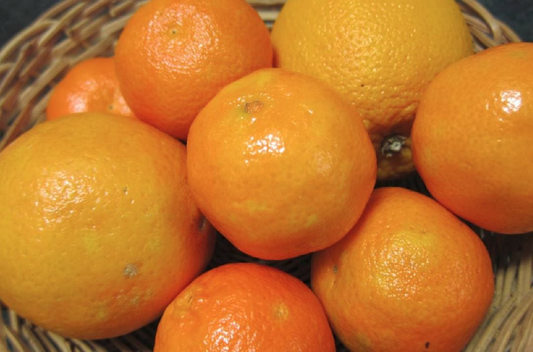 La Generalitat impulsará junto a Intercitrus una estrategia que reforzará la presencia del sector de la naranja en Bruselas