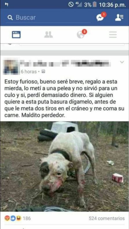 Un usuario escribe así, en un grupo cerrado de Facebook- sobre un animal al que ha utilizado en una pelea