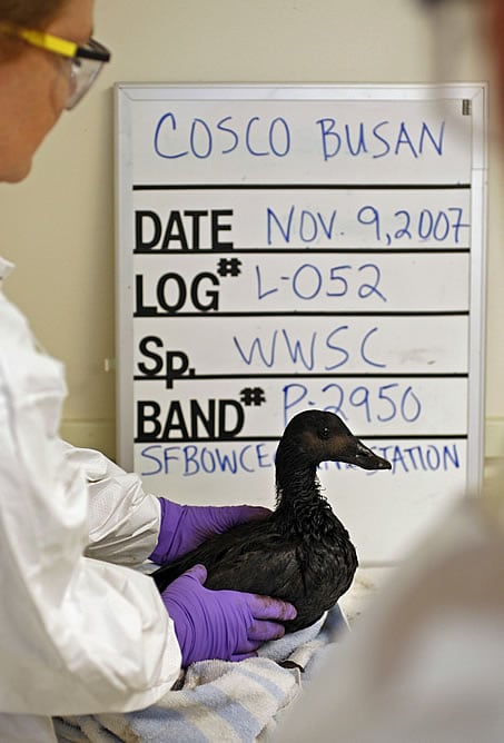 Una de las aves afectadas por el vertido