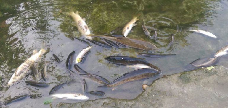 Peces muertos en el río Henares