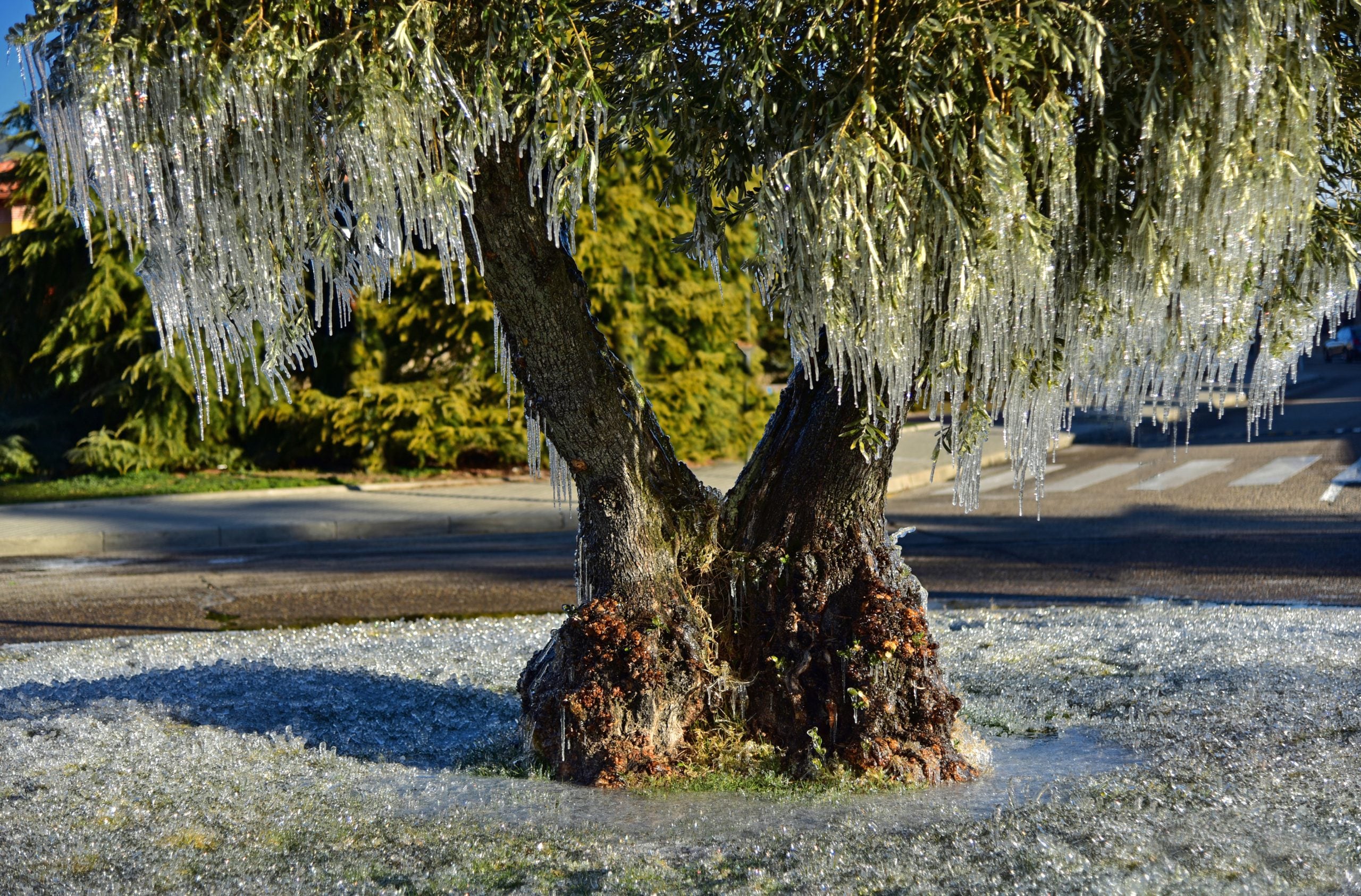 Uno de los árboles participantes en el concurso &#039;Árbol del Año&#039; de Soto del Real