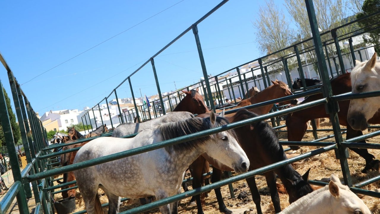 Caballos en la Feria Agroturística de Montellano