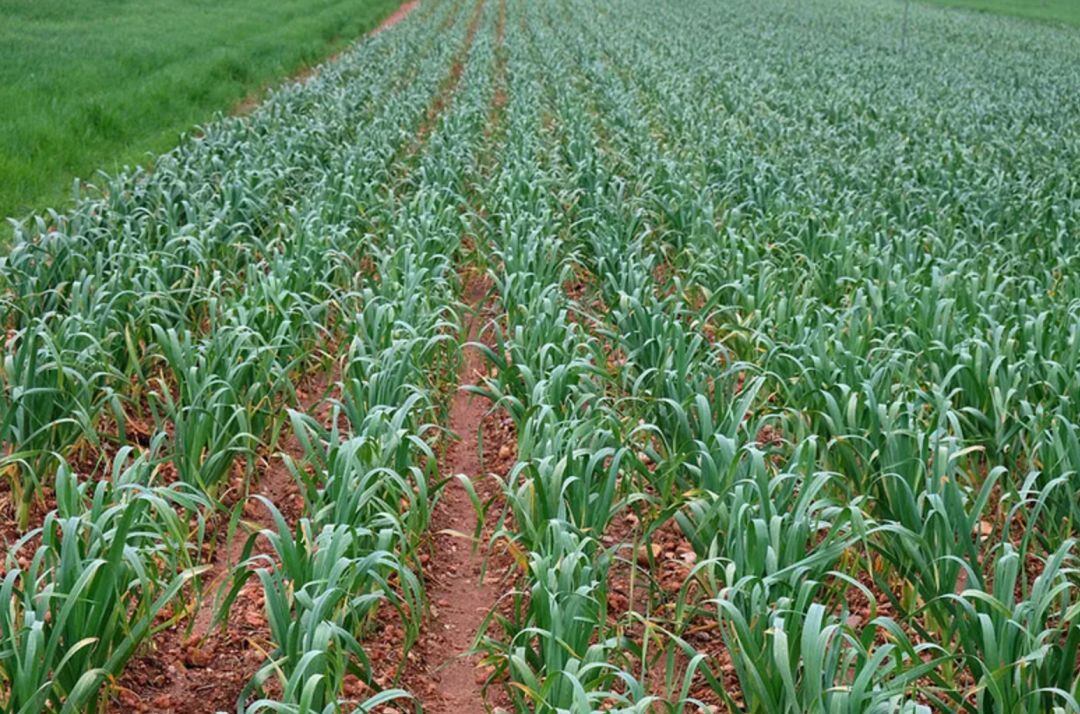 Plantación de ajos en Las Pedroñeras