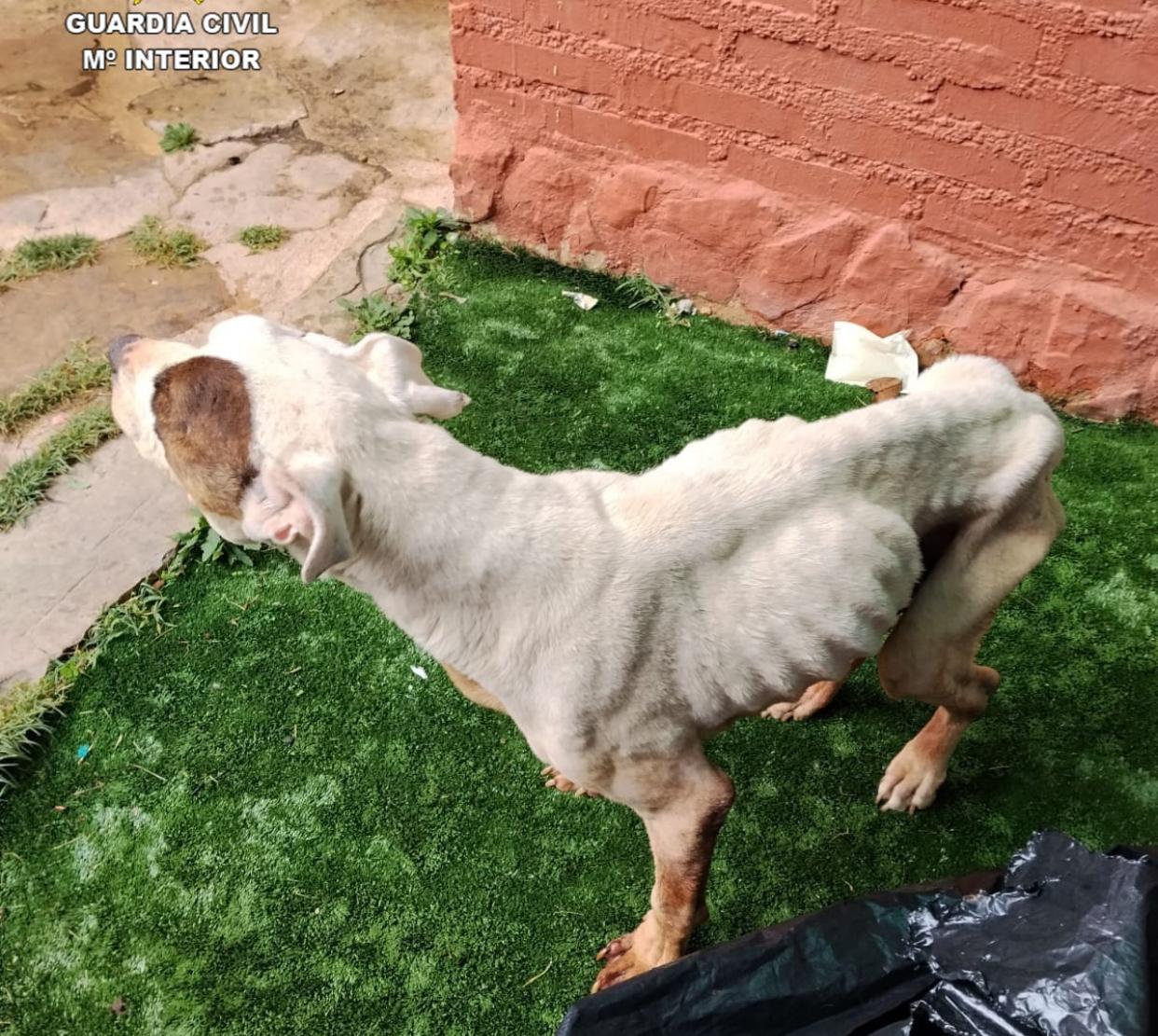 Estado en el que encontraron el perro en Sigüenza