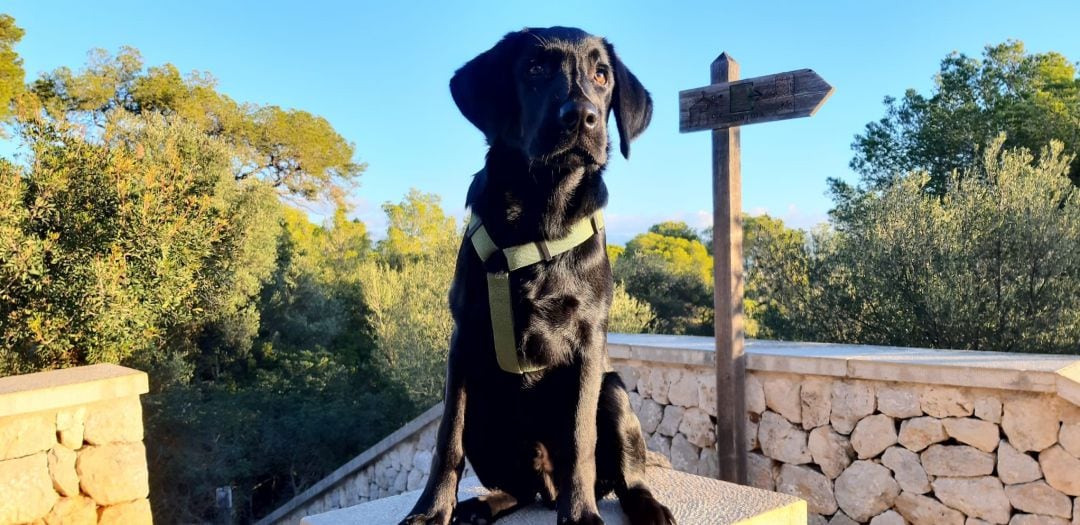 Perro labrador en Palma