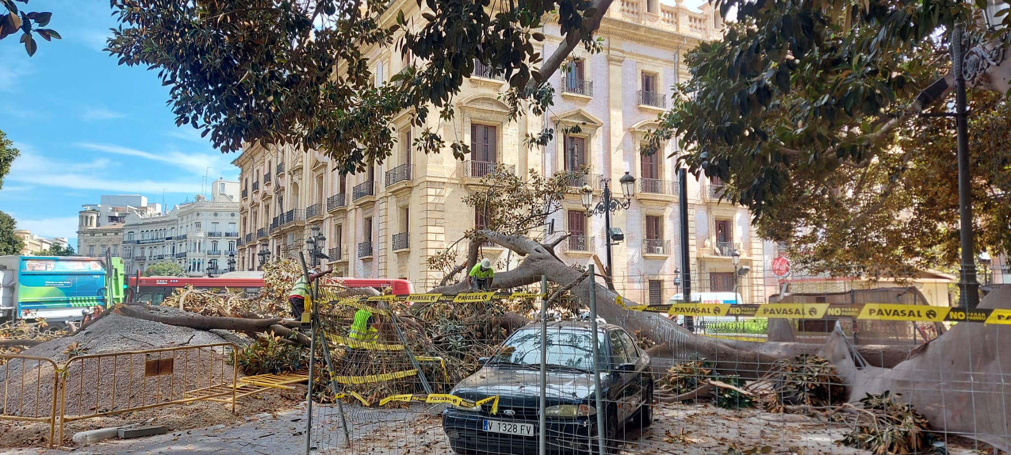 Cae un ficus del Parterre de València