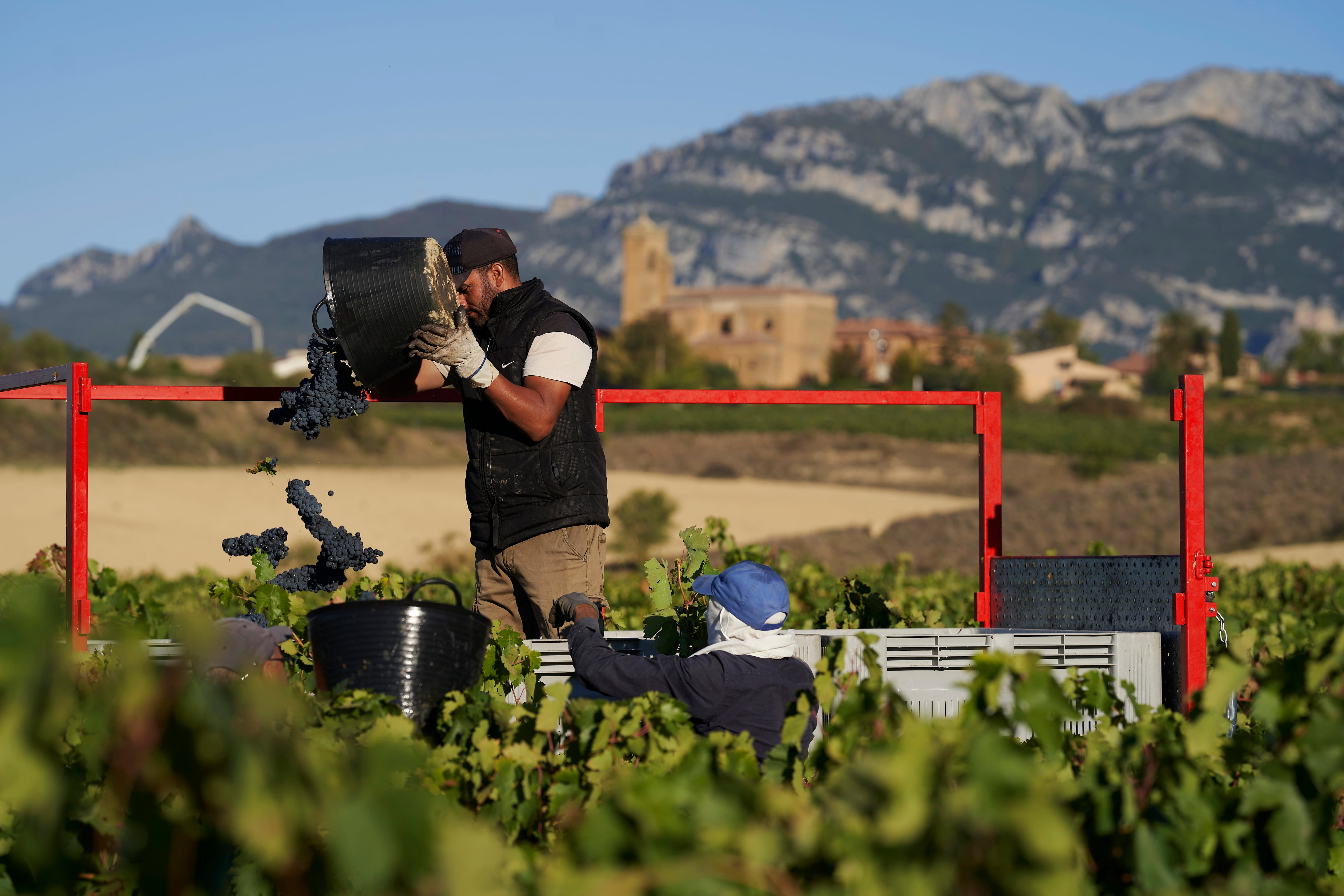 FOTOGALERÍA 6 DE 14, Laguardia (Álava) , 30/09/2023.- Estos días se esta recogiendo la uva de los viñedos de la Rioja Alavesa. Uno de los temporeros con el pueblo alaves de Paganos al fondo, va distrubuyendo las uvas en cajas para su transporte. EFE/ ADRIÁN RUIZ HIERRO
