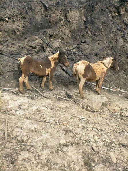 Otra imagen de los animales heridos por el fuego