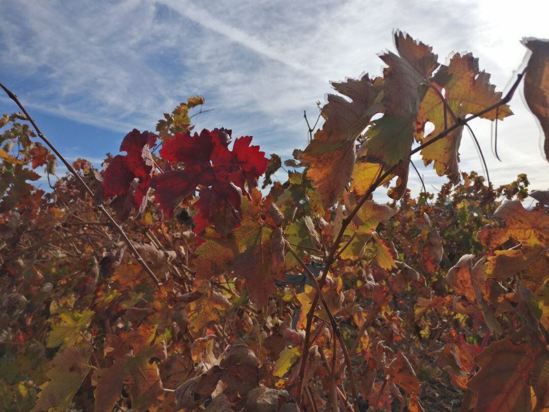 Una viña con los colores del otoño