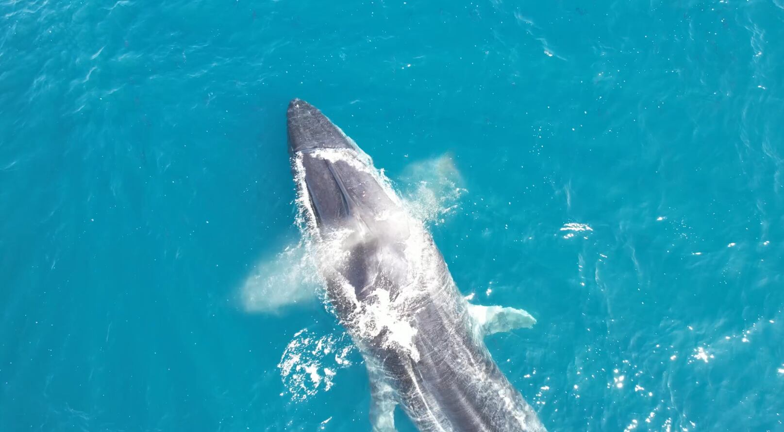 La Guardia Civil localiza una ballena desorientada en Cullera