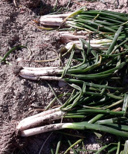 Los primeros calçots recolectados en, Eco Huerto Sax