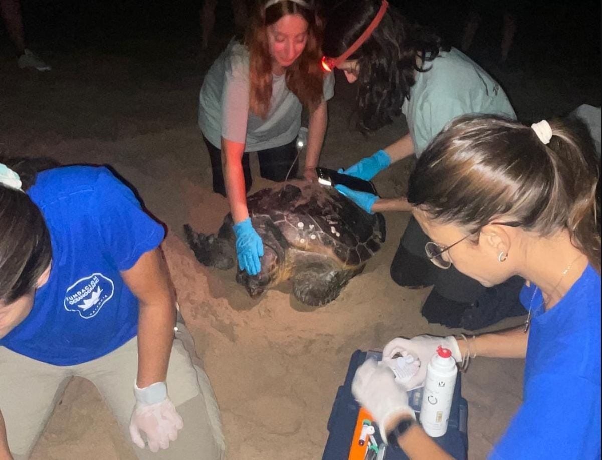 La Universitat de València y el Oceanogràfic han sido los encargados de comprobar la salud de la tortuga.