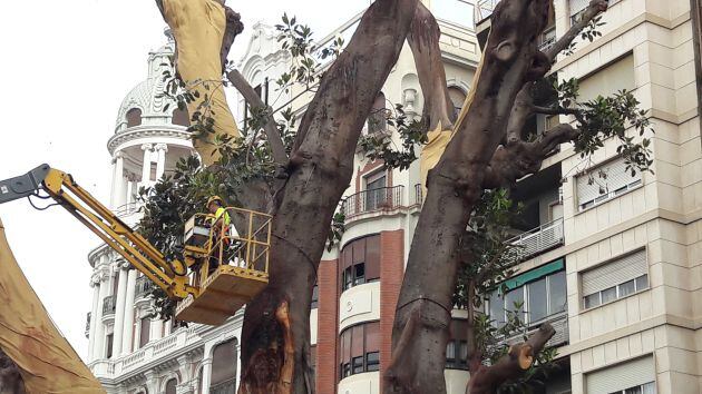 Ficus de la plaza de Santo Domingo (Murcia). Imagen de julio de 2017, un mes después de venirse abajo once toneladas de ramas y vegetación.