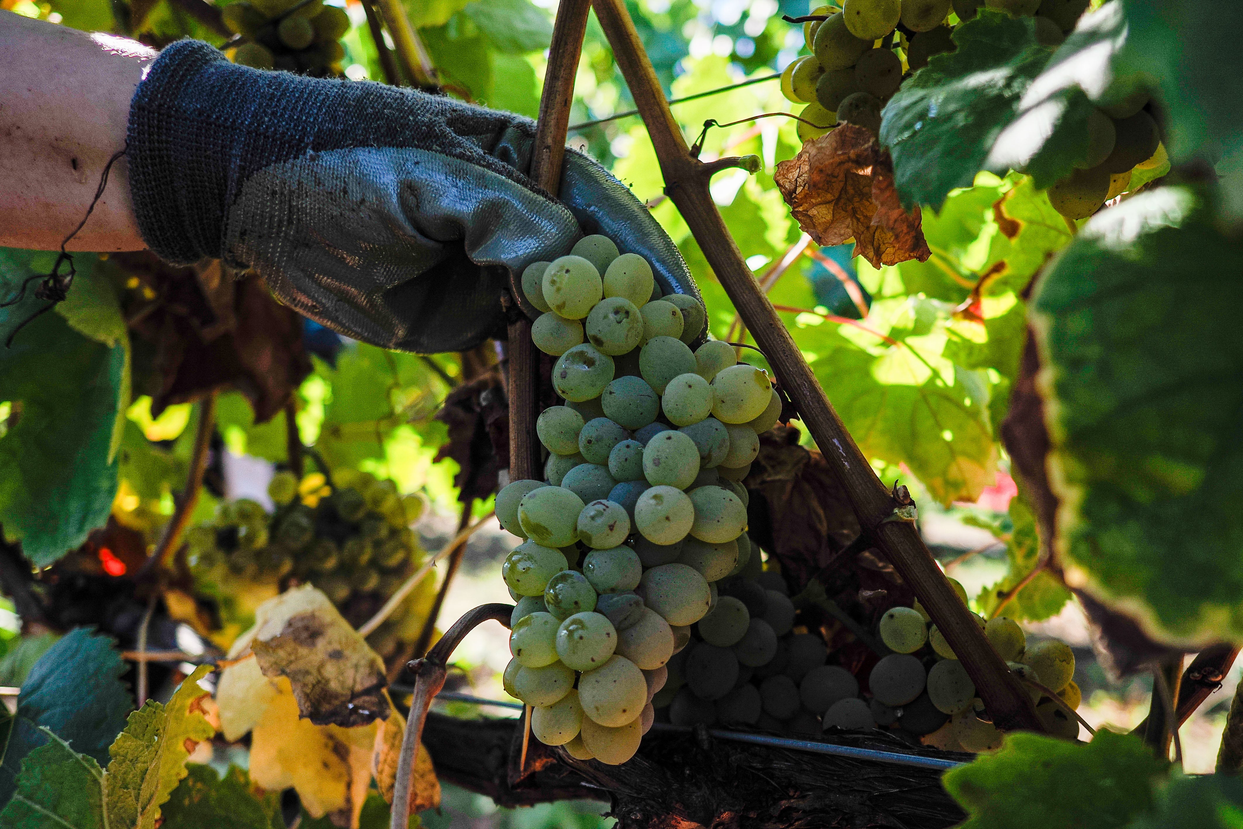 Vendimadores recollen uva nunha finca en Monforte de Lemos, nunha das colleitas máis abundantes.