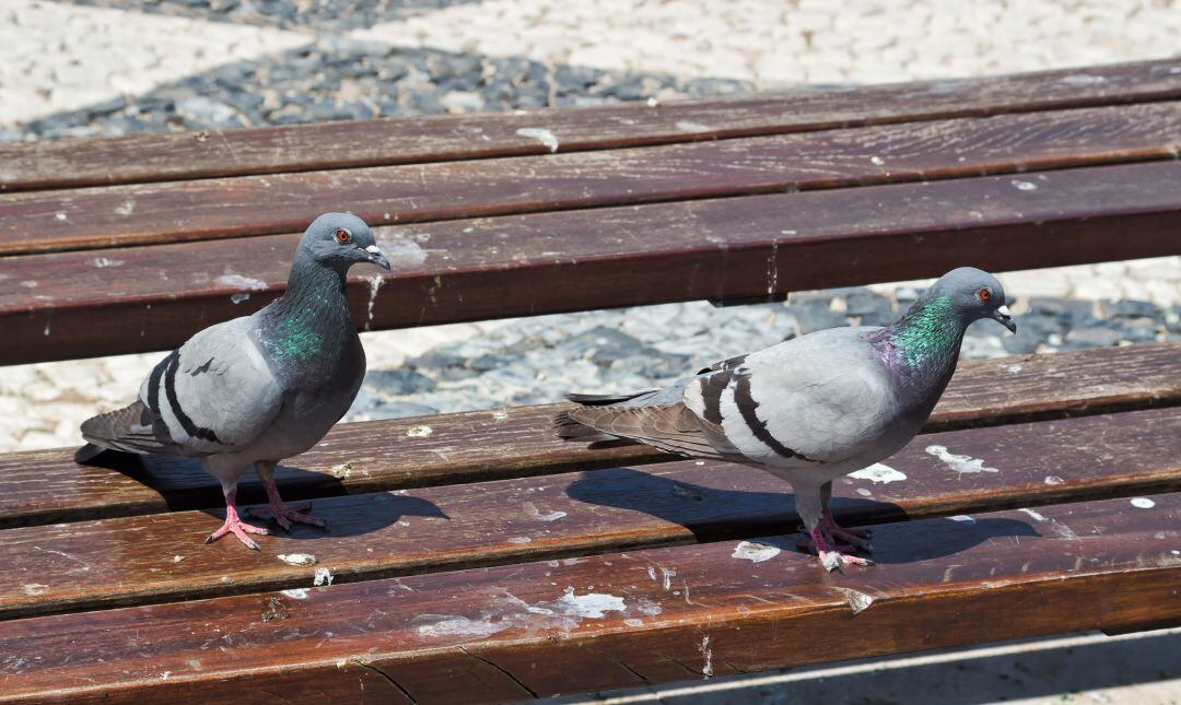 El PSOE pide una campaña de limpieza para eliminar la ingente suciedad acumulada por los excrementos de palomas