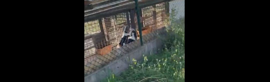 Perros enjaulados en Betanzos