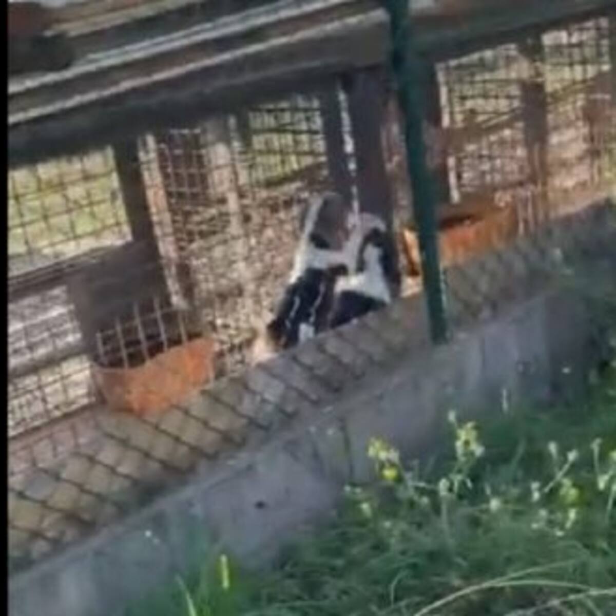 Denuncian un nuevo zulo con perros entre heces en Betanzos