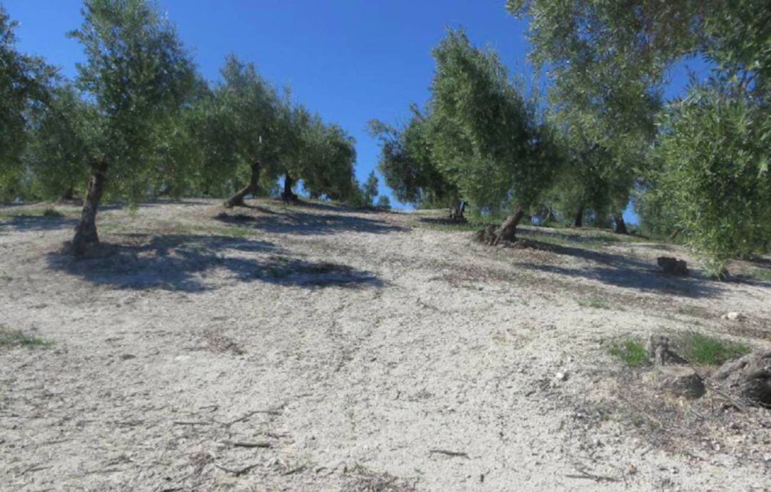 Foto de detalle de la zona en la que hipotéticamente se podría ubicar el teatro romano, en la que se observa una muy importante pendiente, lo que facilitaría el poder acoplar los graderíos en la misma.