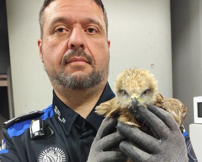 El milano real fue rescatado en La Pollina