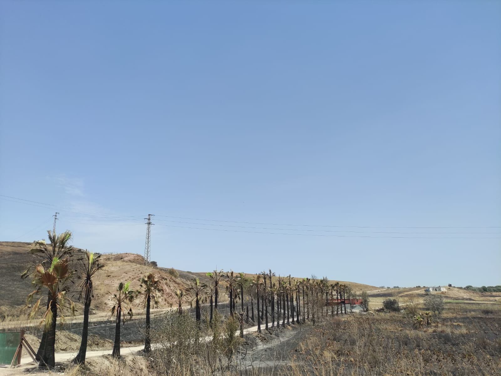 Zona arrasada por el incendio de Jerez