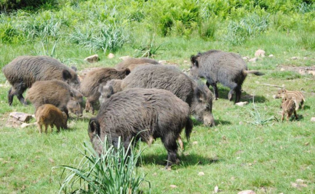 Piara de jabalíes