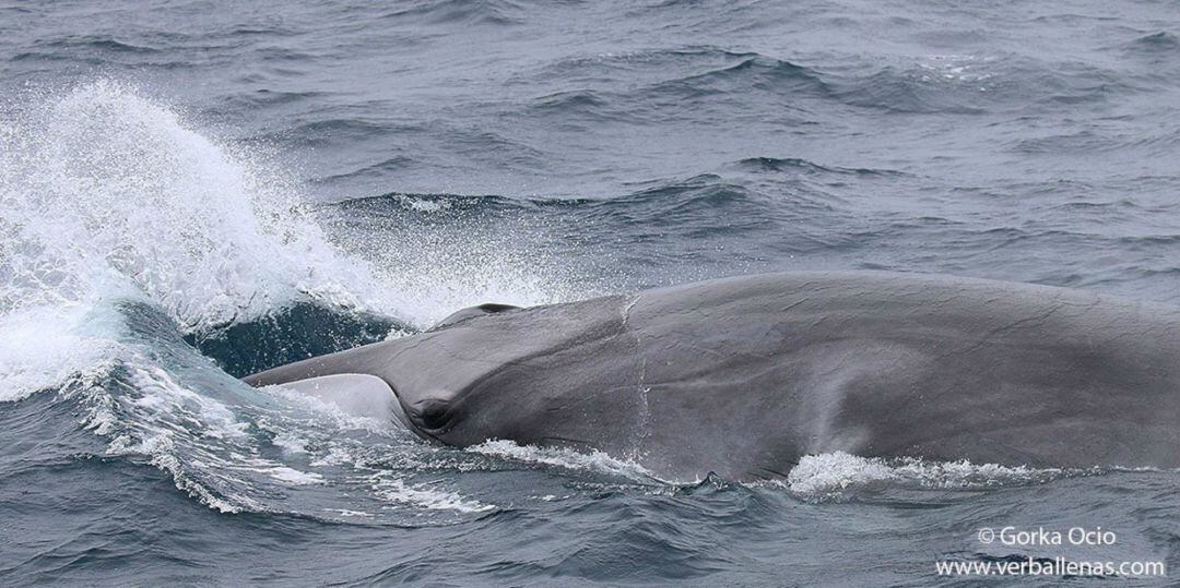 Fotografía de un rorcual cedida por Verballenas.com