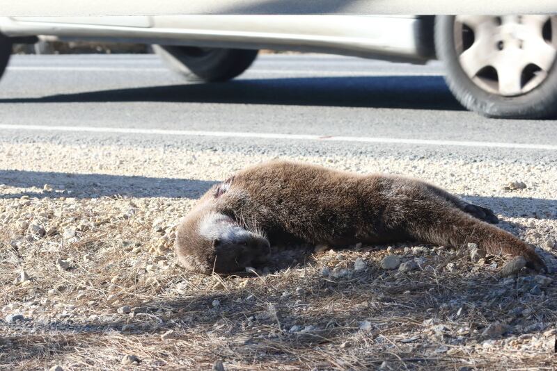 Nutria atropellada junto a El Hondo