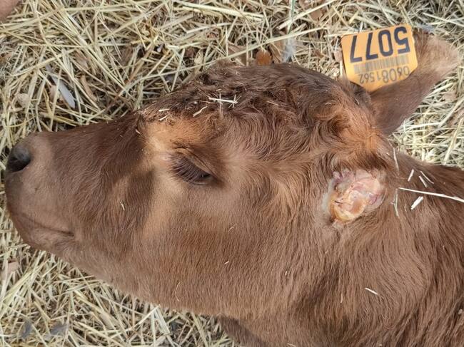 Ternero muerto en Brieva