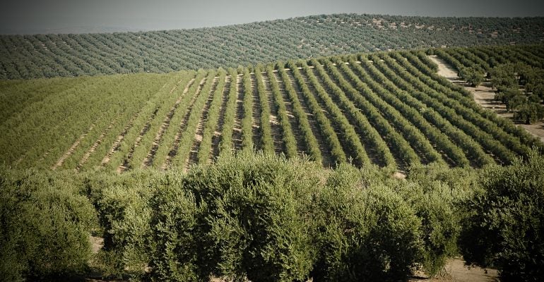 Paisaje de olivos en la provincia de Jaén.