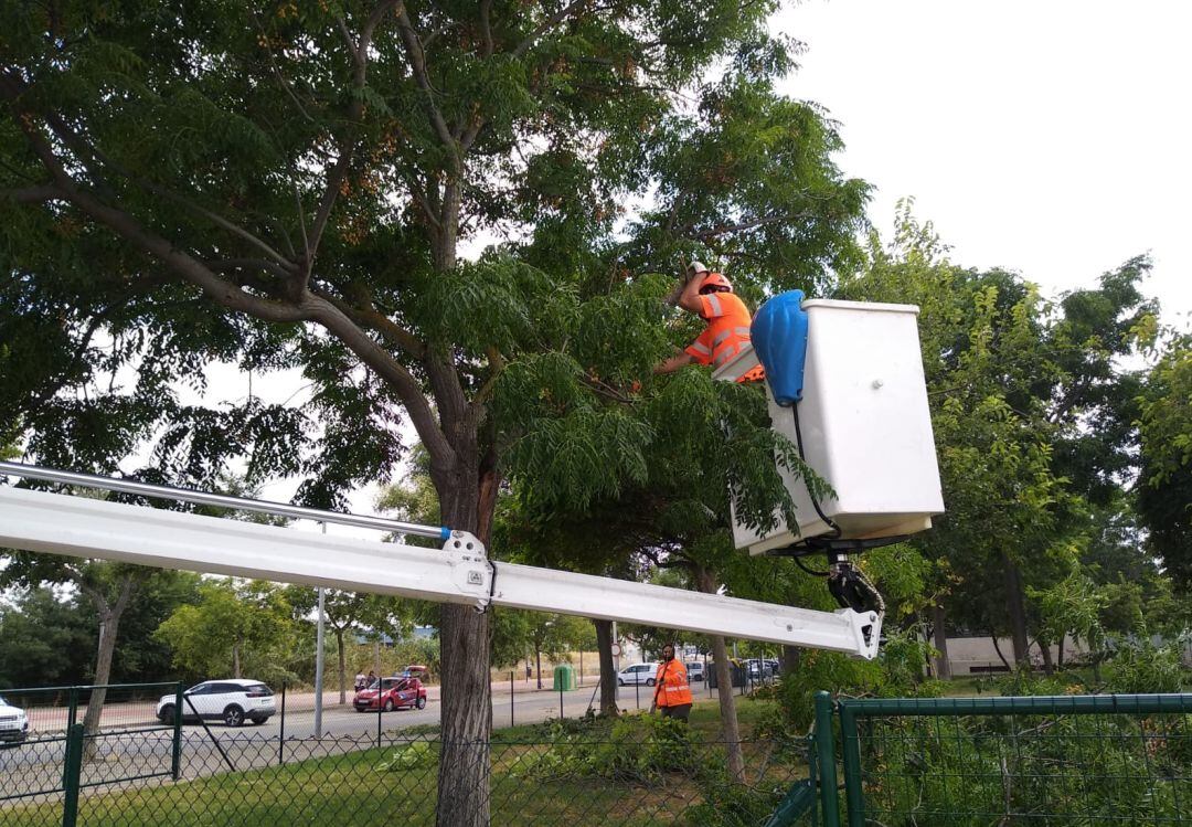 Labores de poda en un parque de Jerez