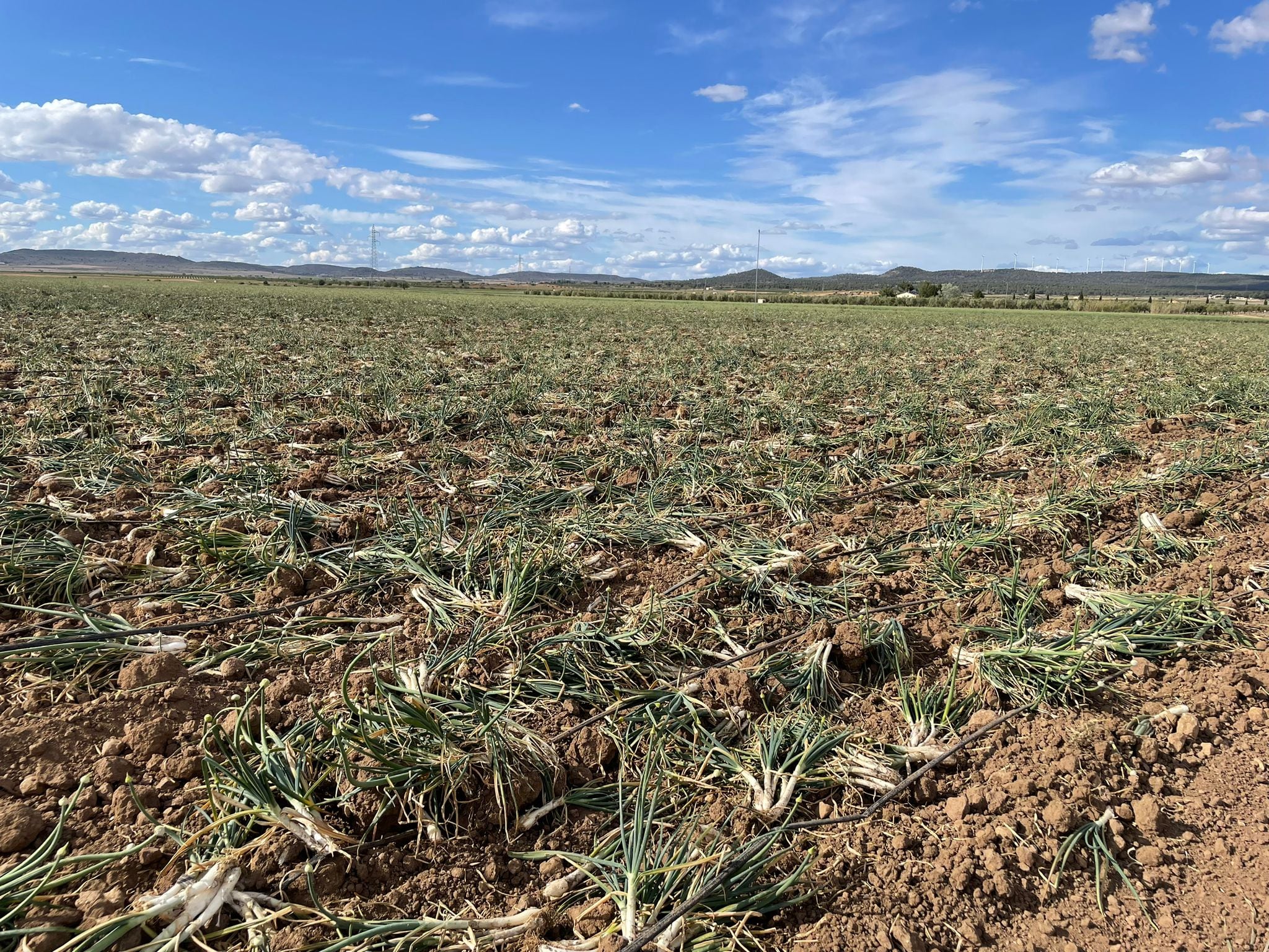 Finca en Yecla con producción de calçots que se dejan perder