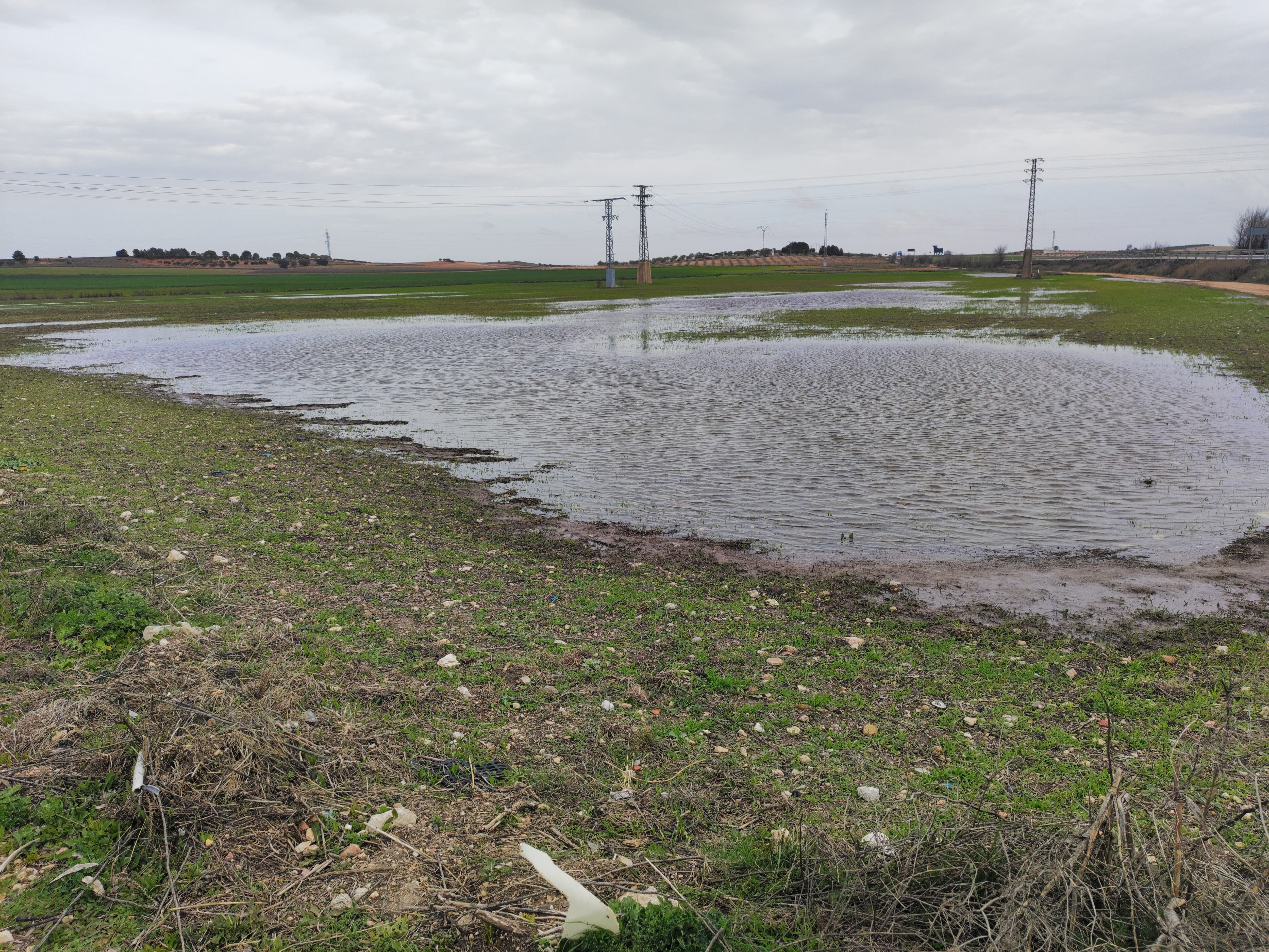 Cultivo encharcado en El Pedernoso tras las lluvias de marzo