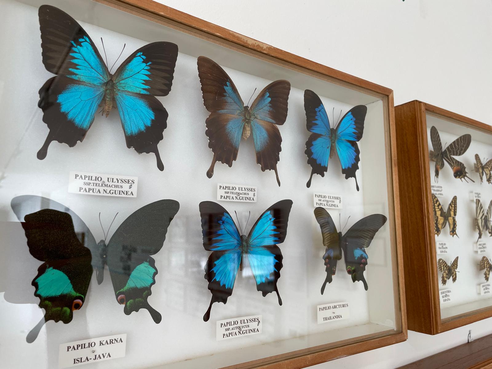 Mariposas de la colección expuesta en el Museo Cruz herrera del entomólogo Pepe Torres.