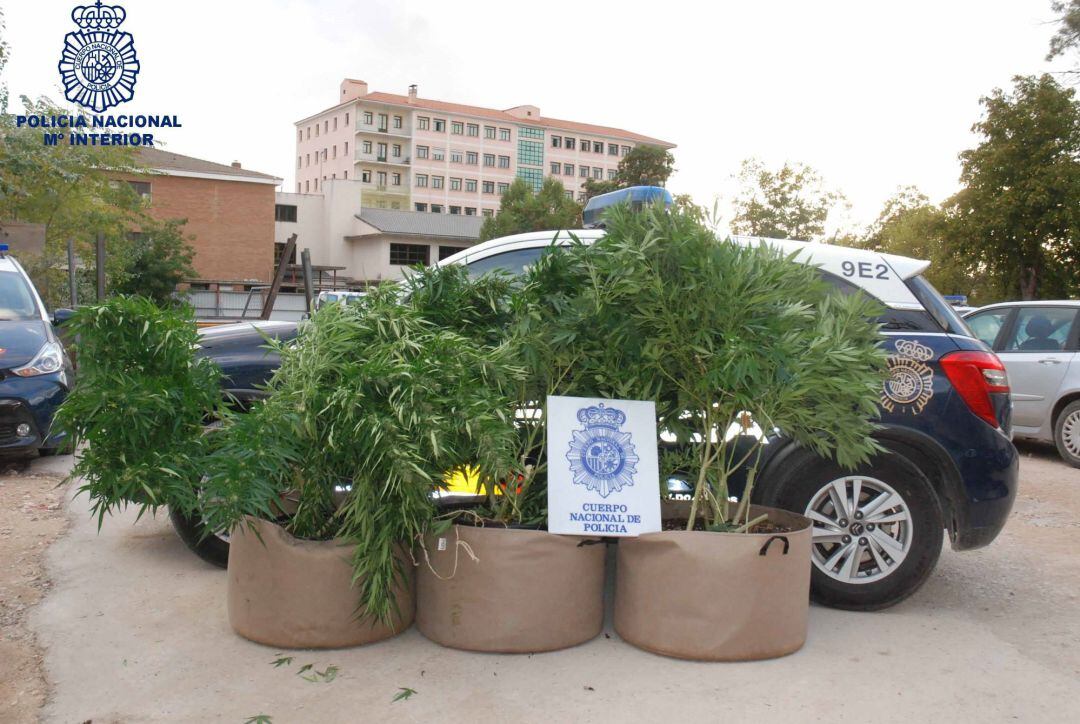 La Policía detiene en Cuenca a una persona que cultivaba marihuana en la terraza de su domicilio