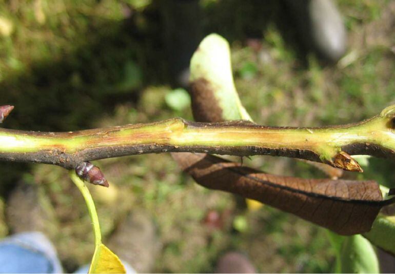 Brote afectado por el fuego bacteriano