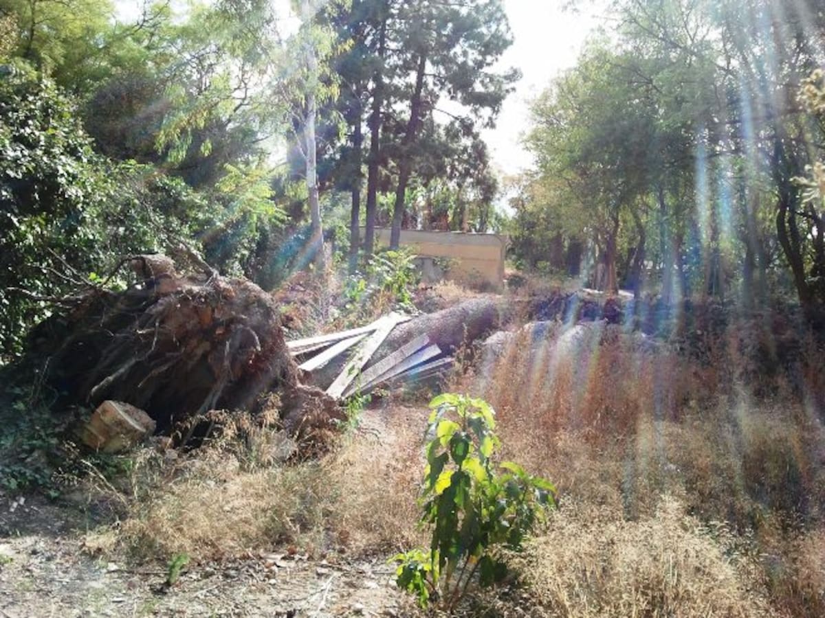 El aspecto del interior del viejo zoo de Viveros es muy parecido a una "selva"