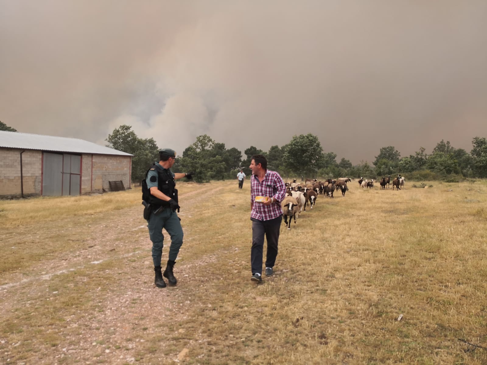 Un ganadero salvando su rebaño del fuego